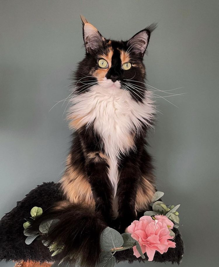 image-20221109133503-13