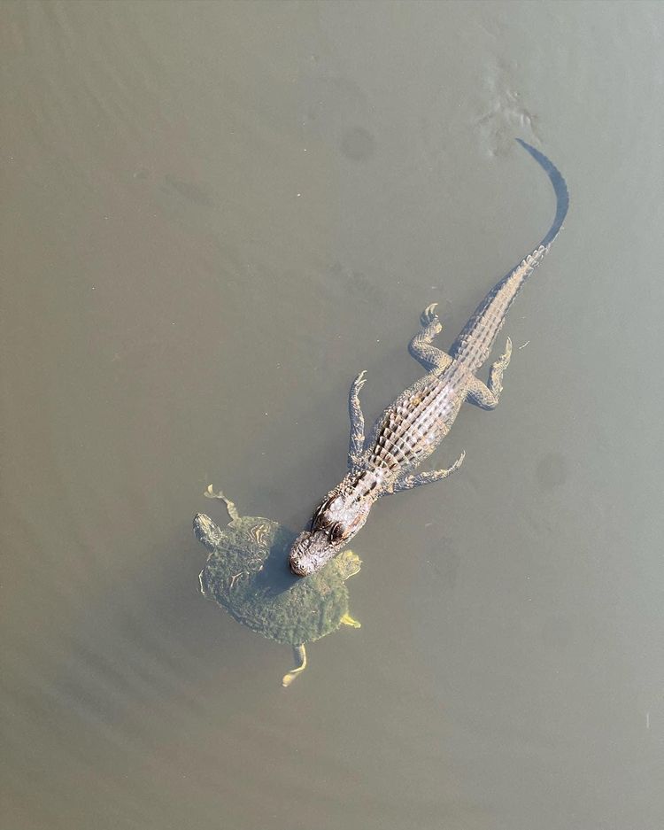 image-20221118170829-1