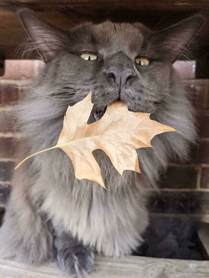 image-20221121111651-6