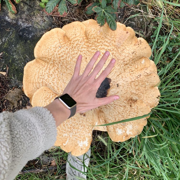 image-20221123170201-10