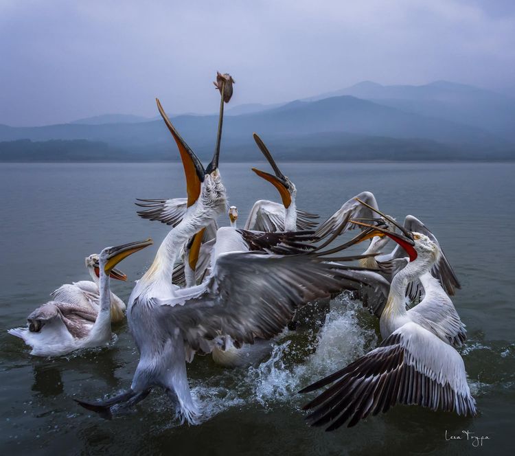 image-20221124162347-7