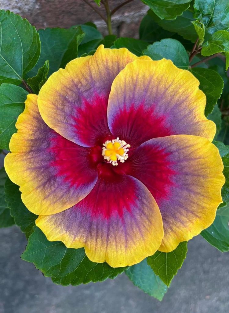 image-20221202114750-12