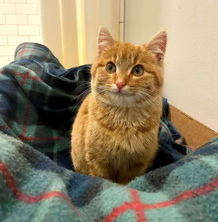 image-20221205151206-1