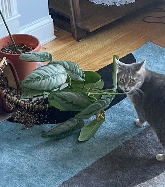 image-20221213123542-15