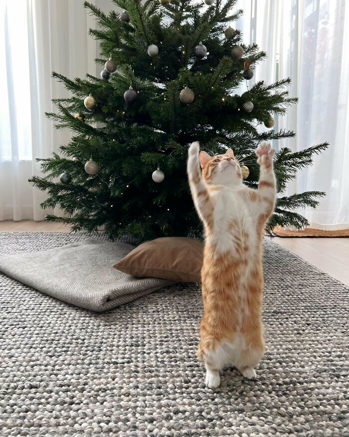 image-20221215114204-7