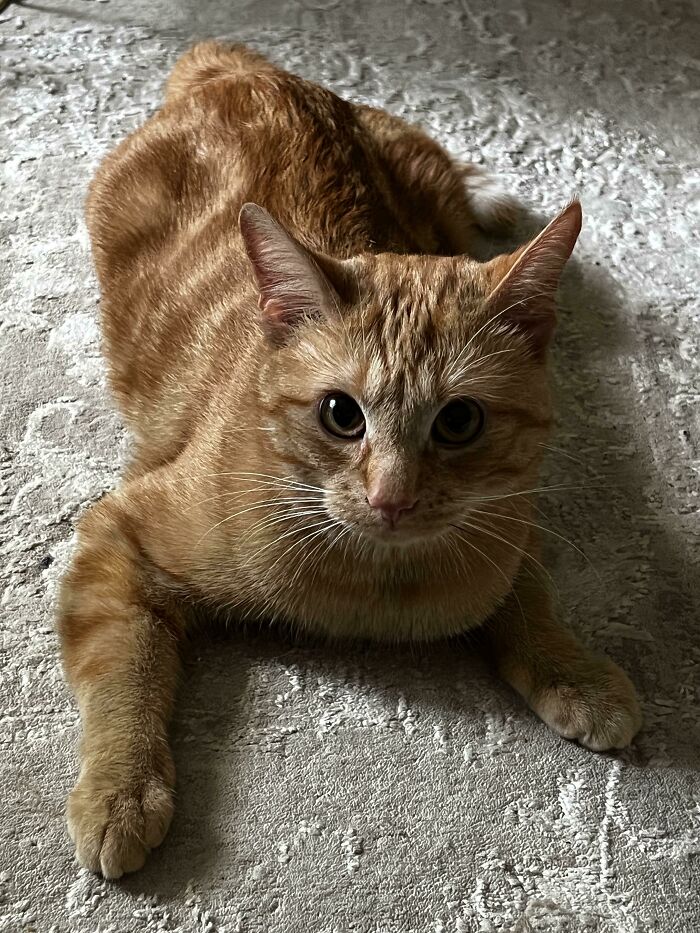 image-20221215114226-14