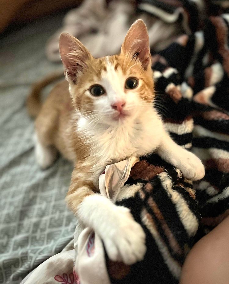 image-20221219143854-8