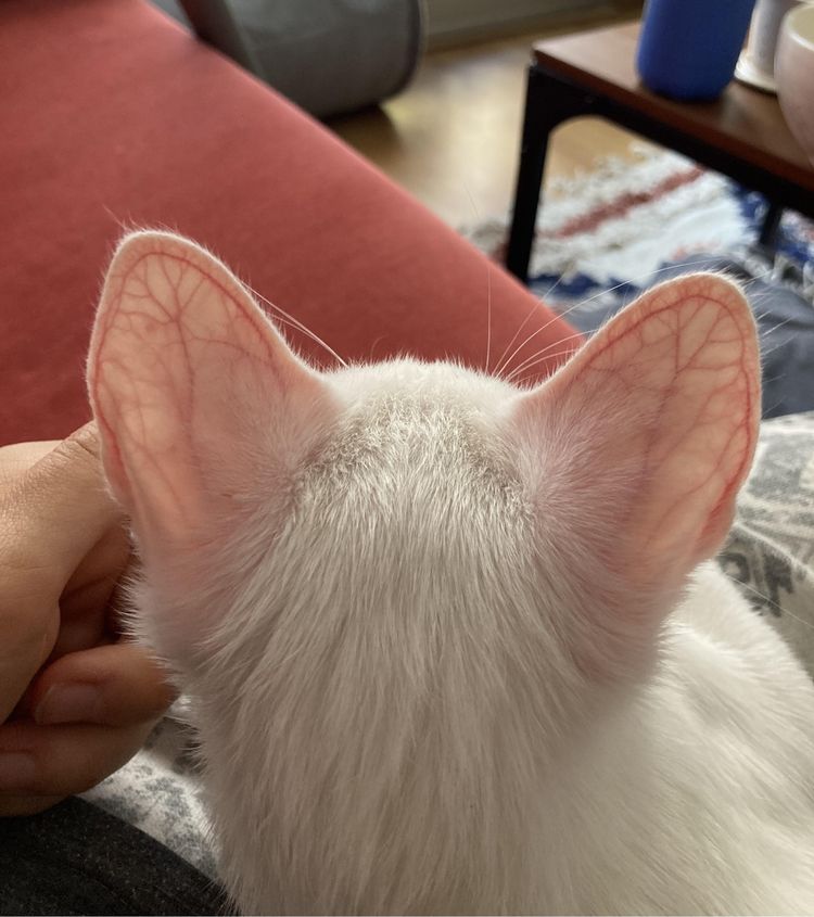 image-20230207155416-4