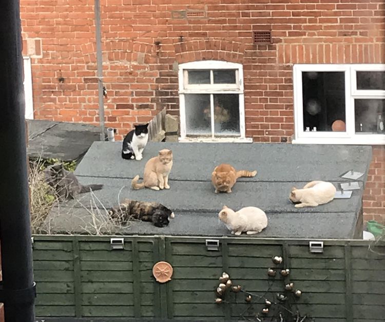 image-20230220165436-11