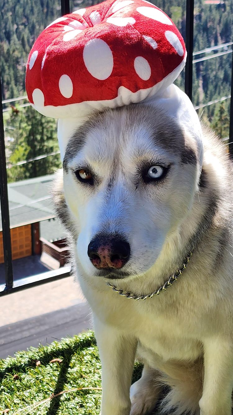 image-20230221175651-1