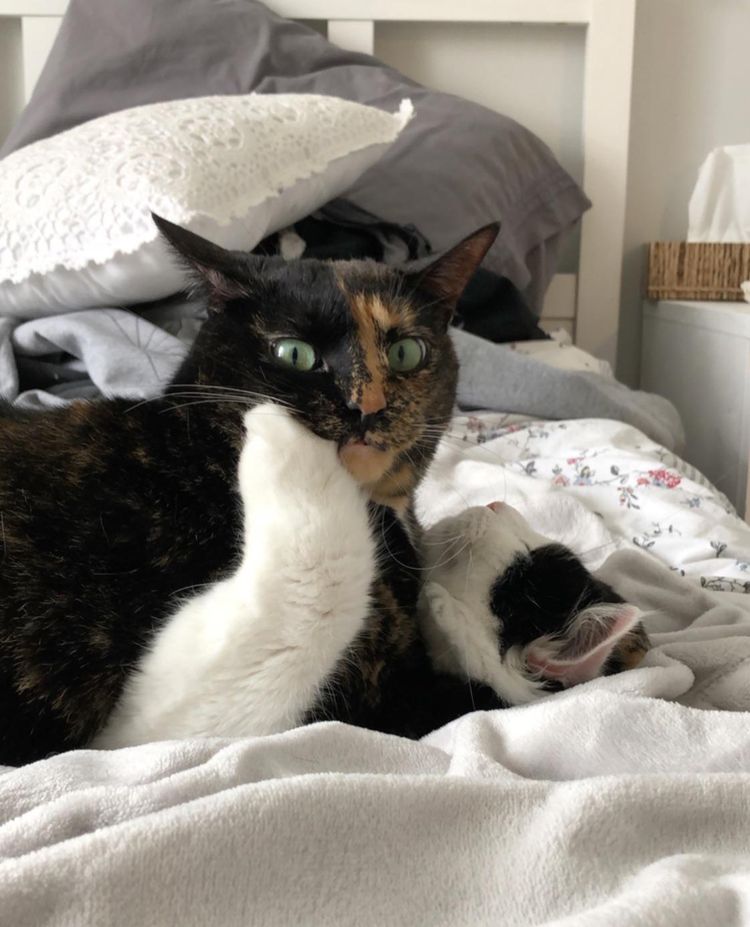 image-20230309170911-10