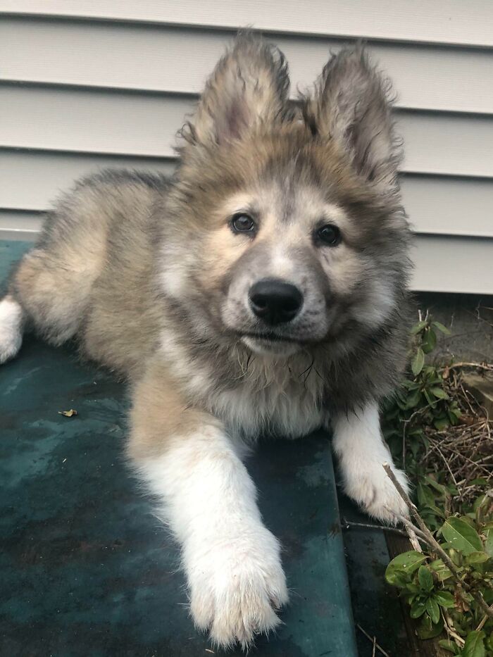 image-20230320111501-11