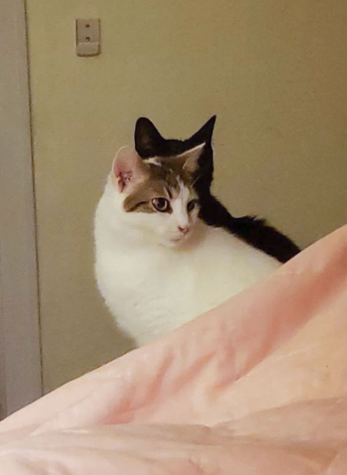 image-20230322131628-7