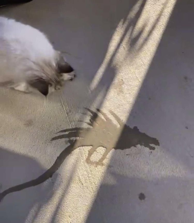 image-20230322131717-15