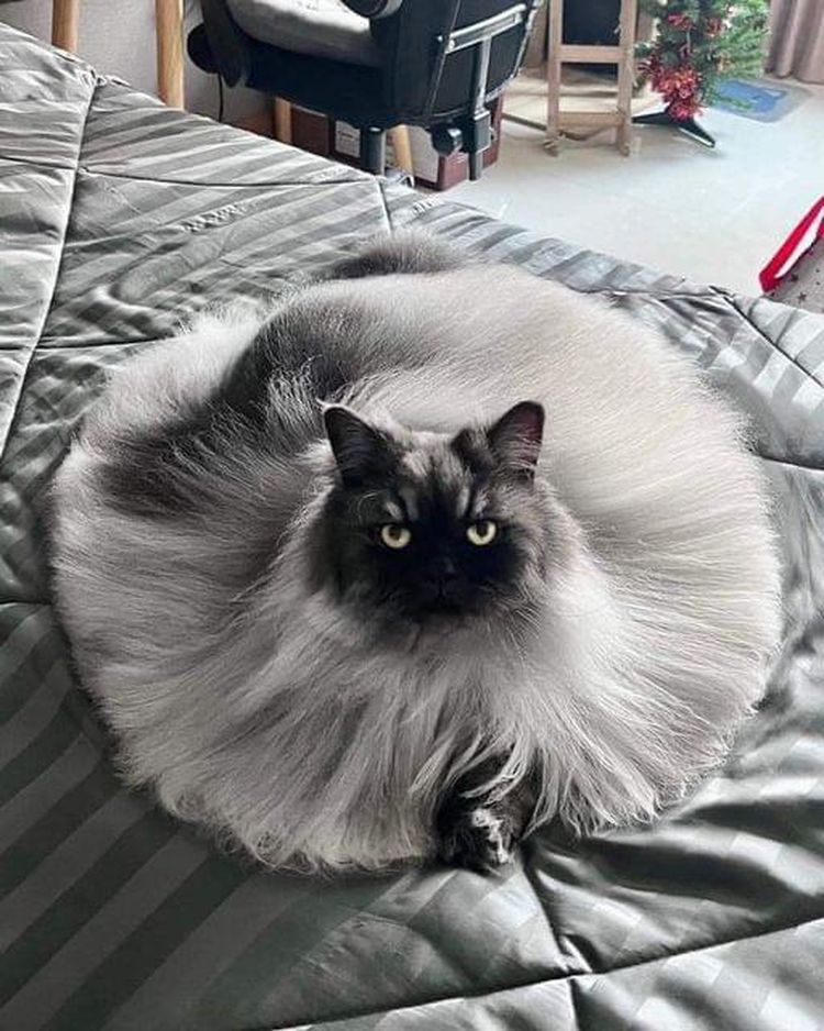 image-20230328115924-13