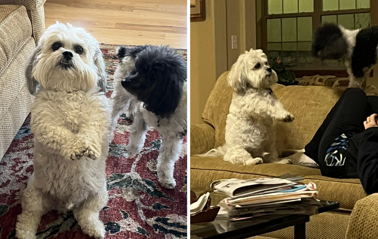 image-20230331143310-8