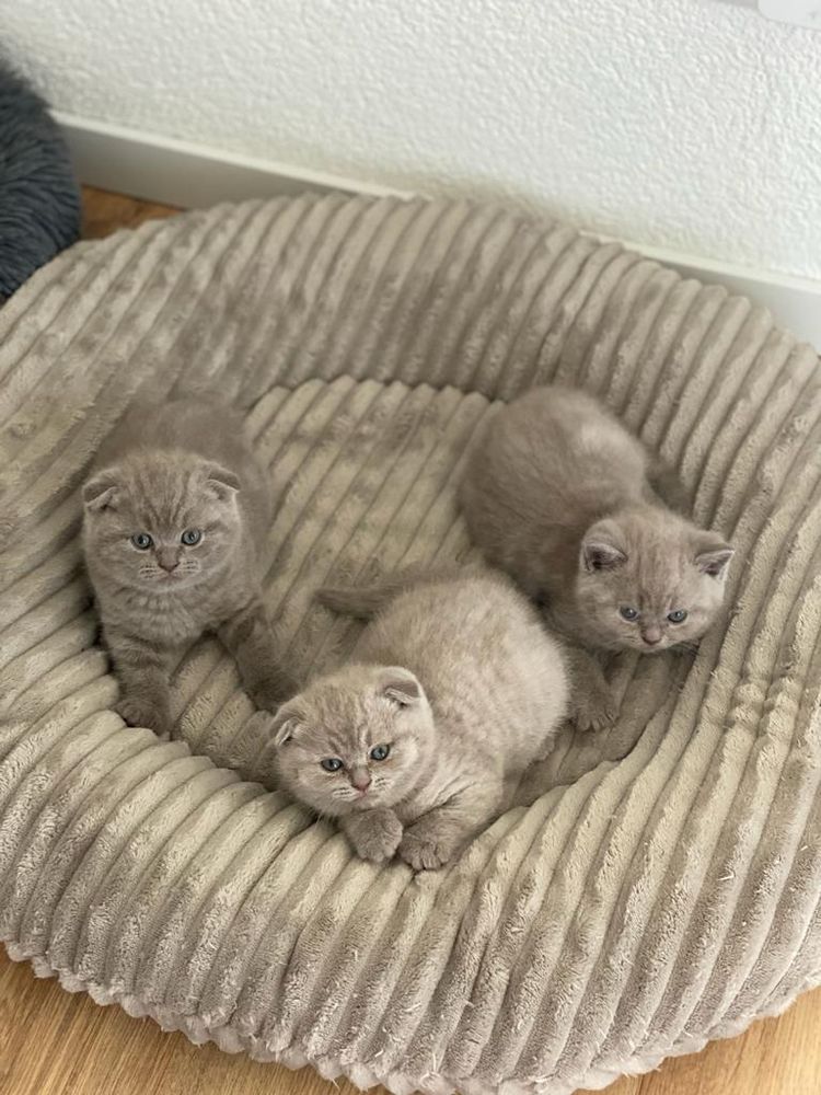 image-20230405151103-5