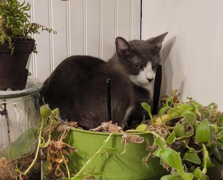 image-20230406142335-1