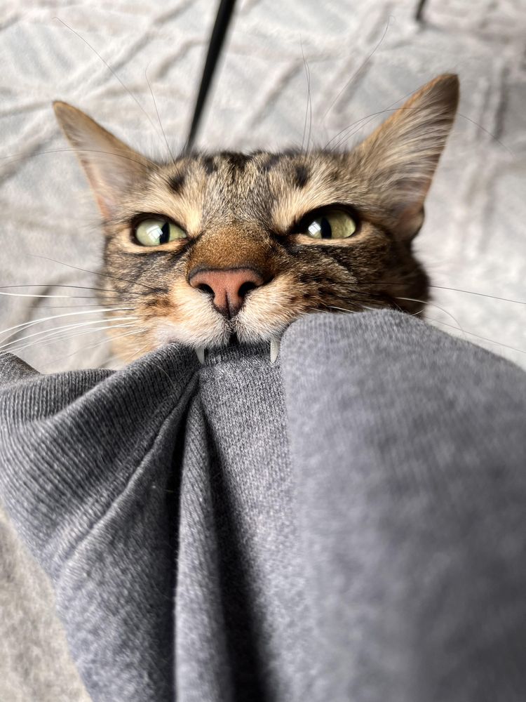 image-20230406142738-2