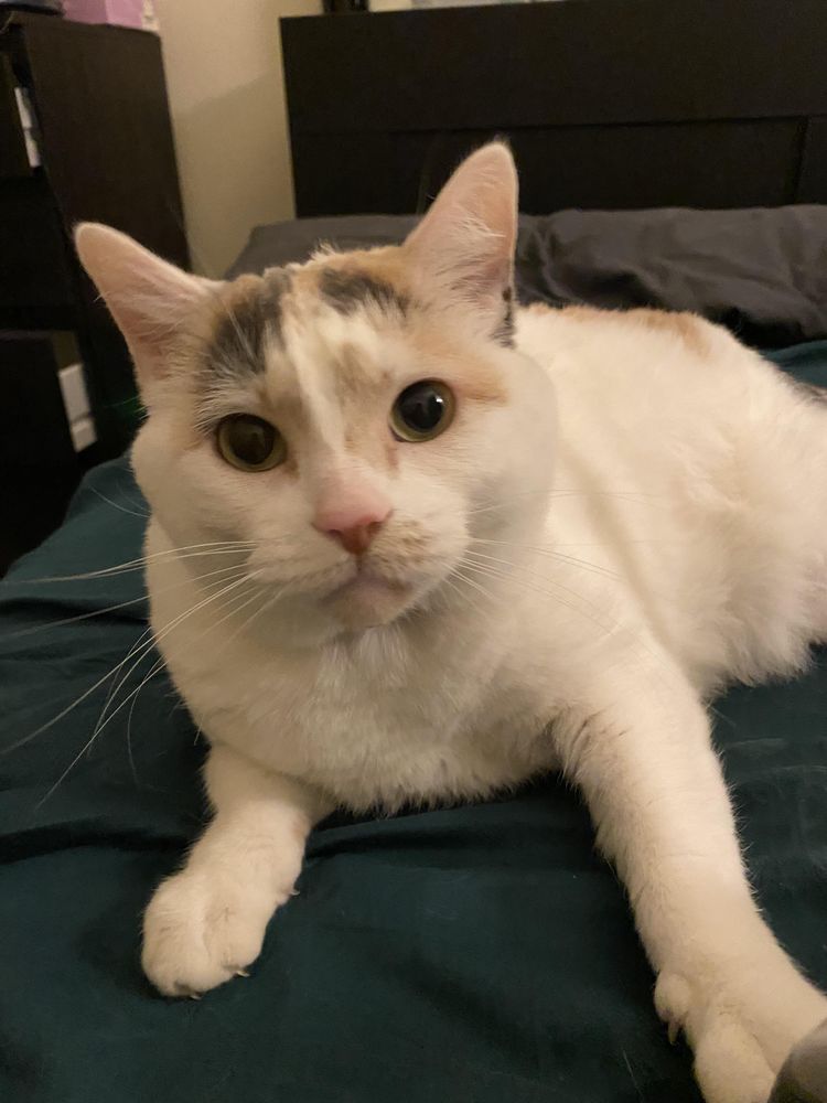 image-20230417203055-12