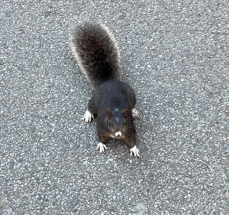 image-20230417203206-17