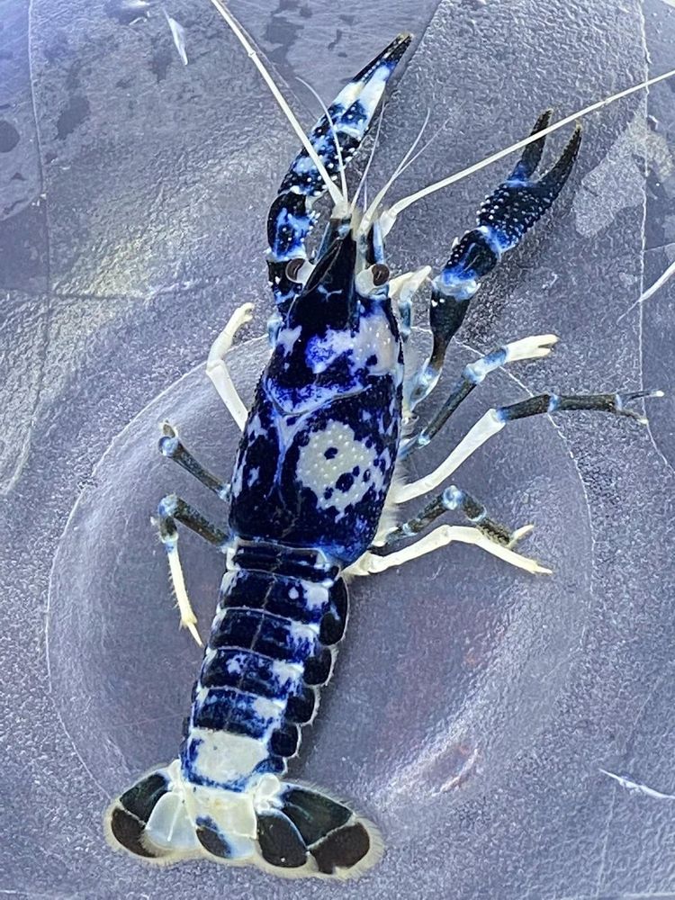 image-20230420131317-9