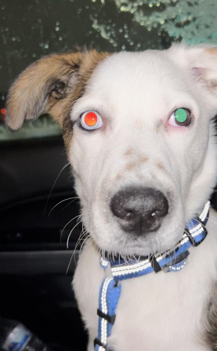 image-20230420131328-12