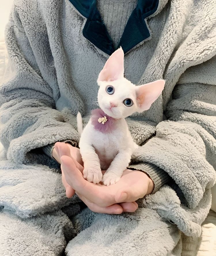 image-20230424144937-4