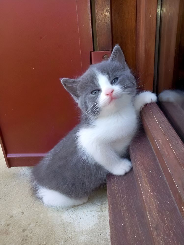 image-20230424145011-13