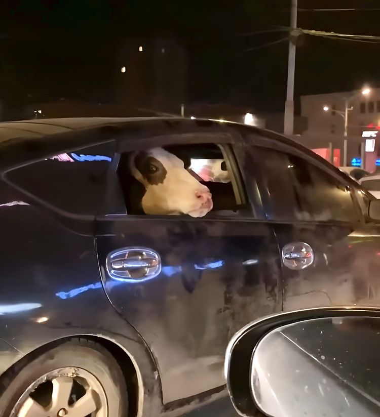 image-20230425170848-6