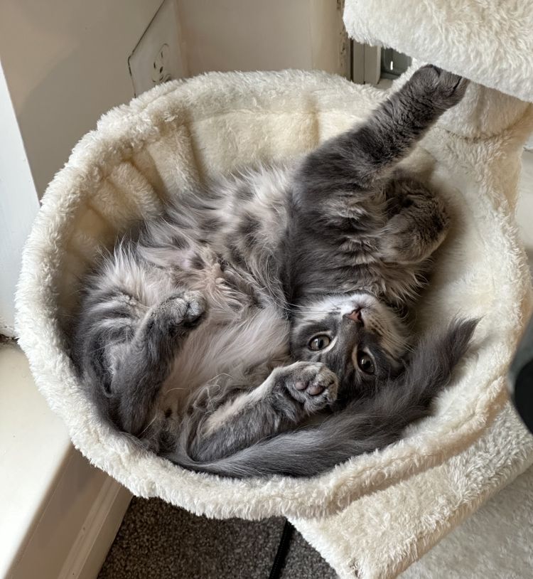 image-20230428161006-6