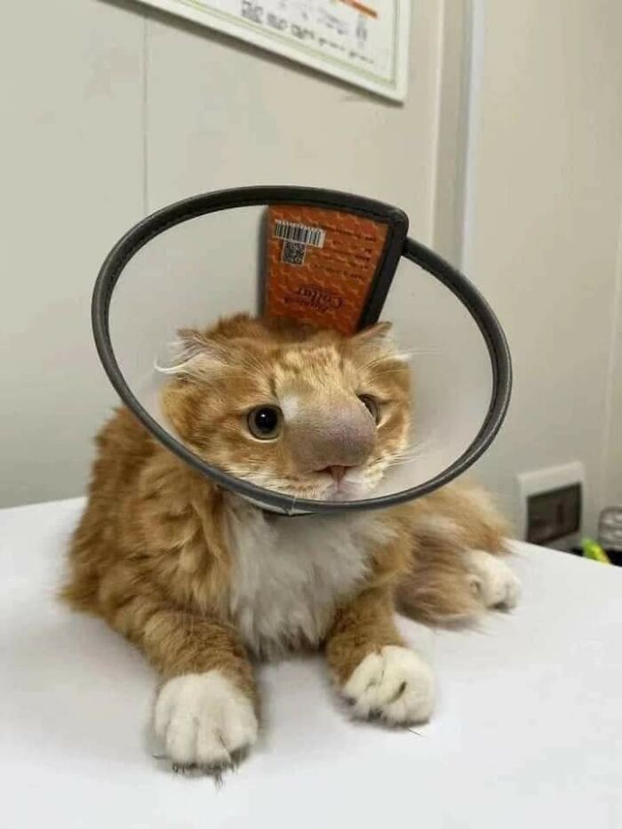 image-20230503113810-15