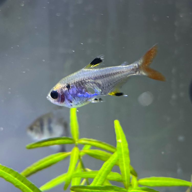 image-20230518172206-14