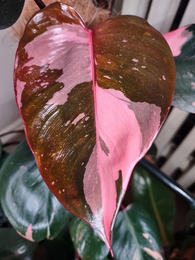 image-20230519121855-8