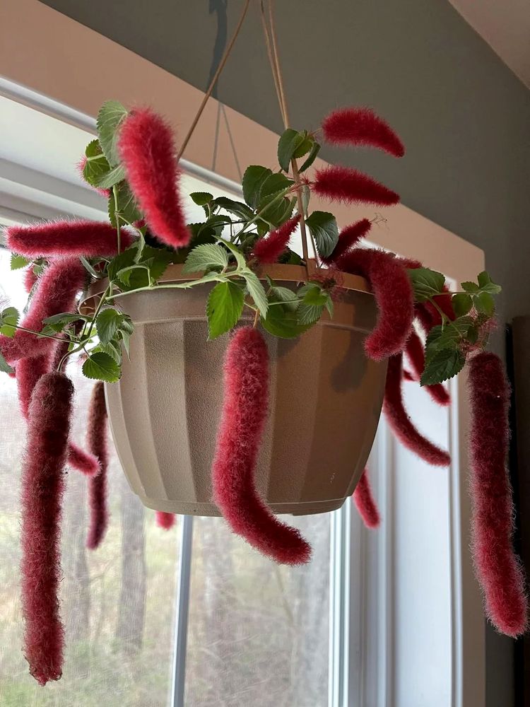 image-20230519121922-10