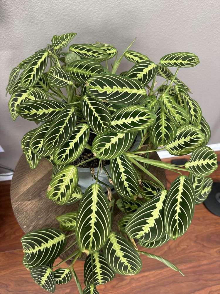 image-20230519121939-15