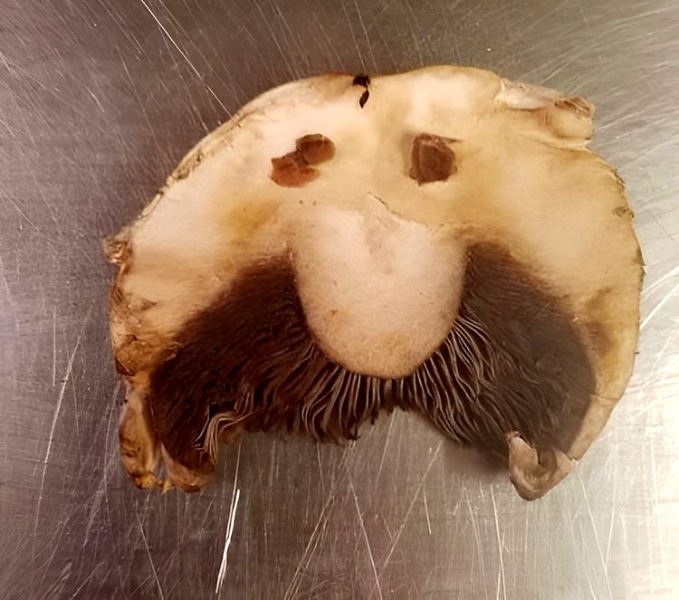 image-20230522124644-13