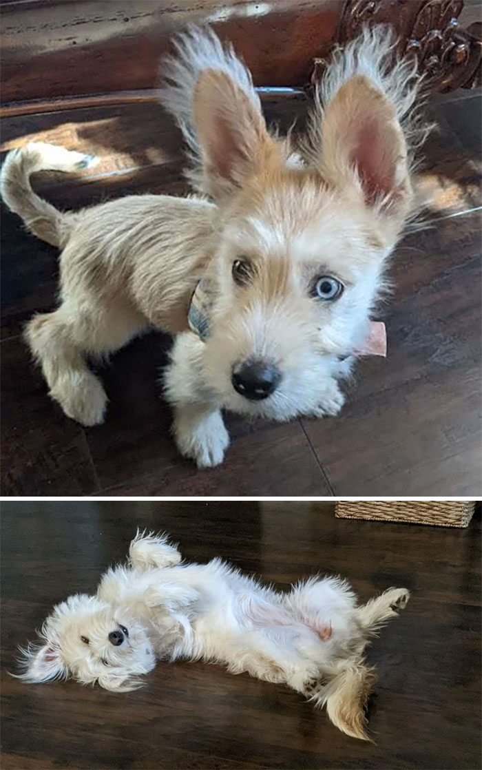 image-20230522161205-6