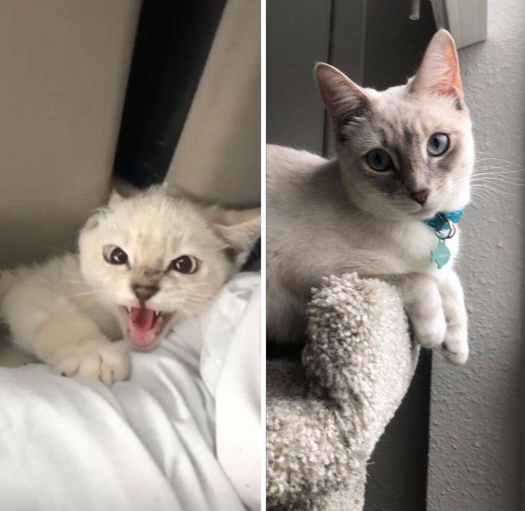 image-20230601140854-4