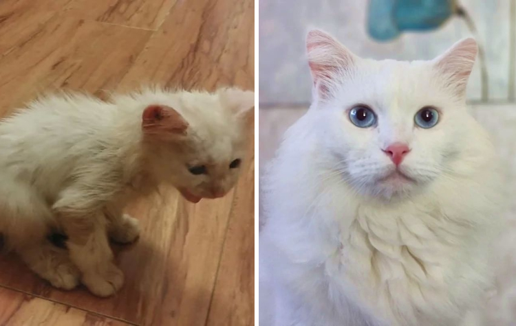 image-20230601140904-7