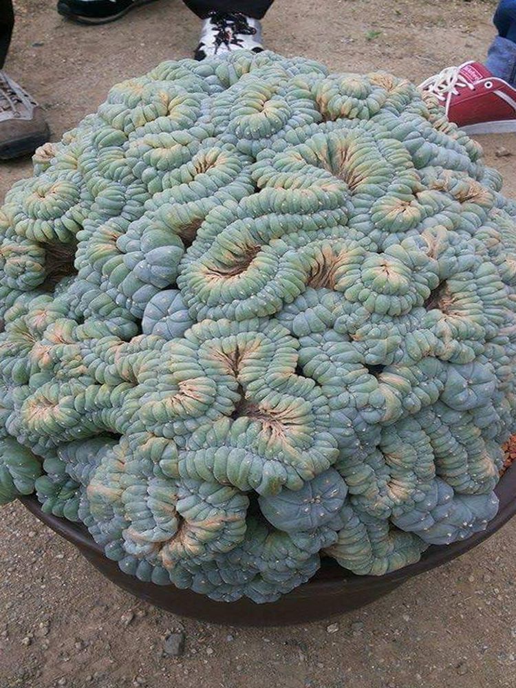 image-20230601201810-11