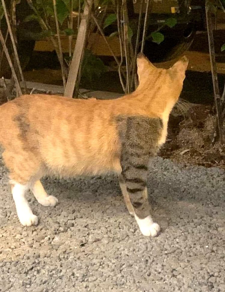 image-20230605151345-13