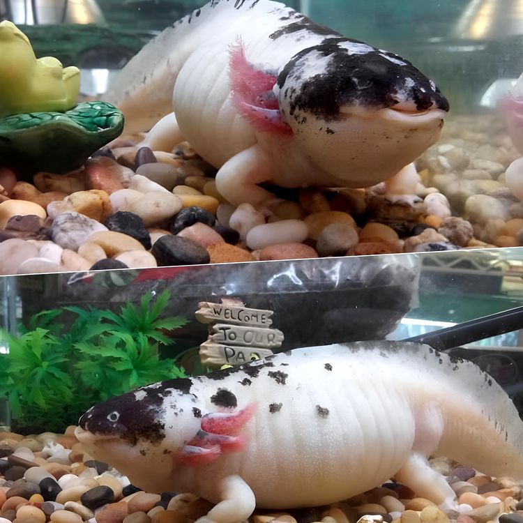 image-20230607153032-15