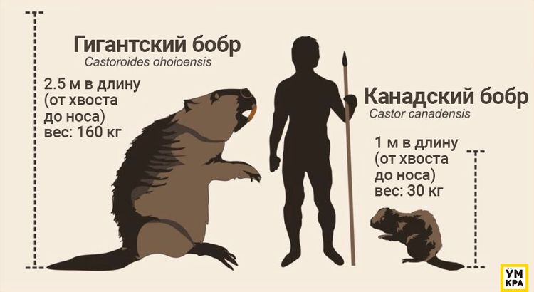 image-20230613164659-1