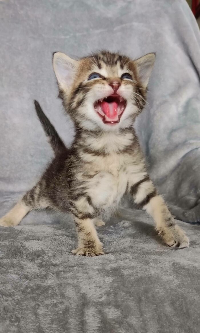 image-20230619171602-3