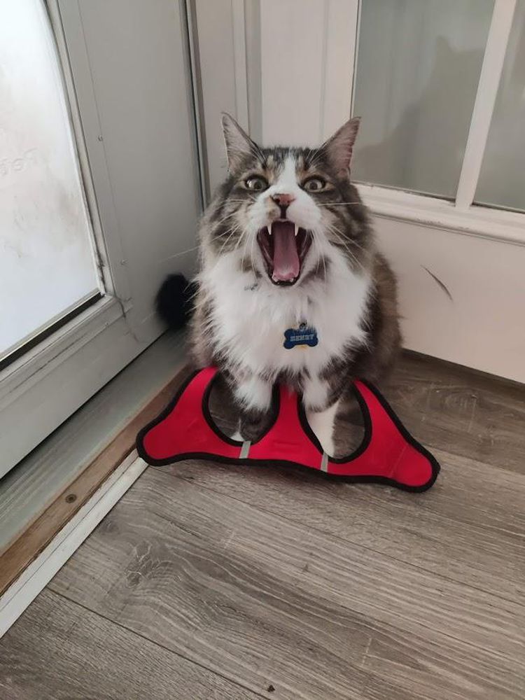 image-20230619171612-6