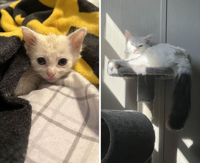 image-20230623113617-5