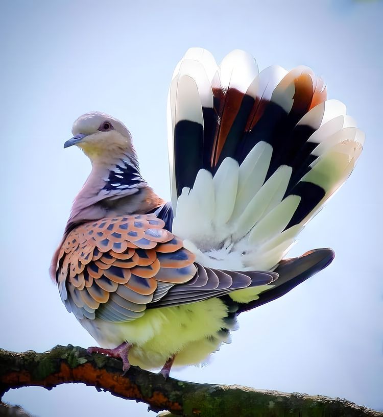 image-20230724131819-2