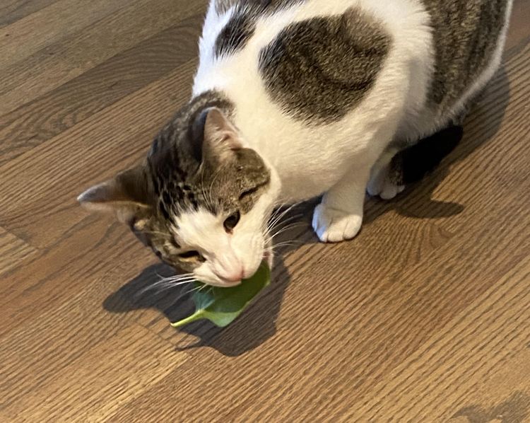 image-20230726171701-2