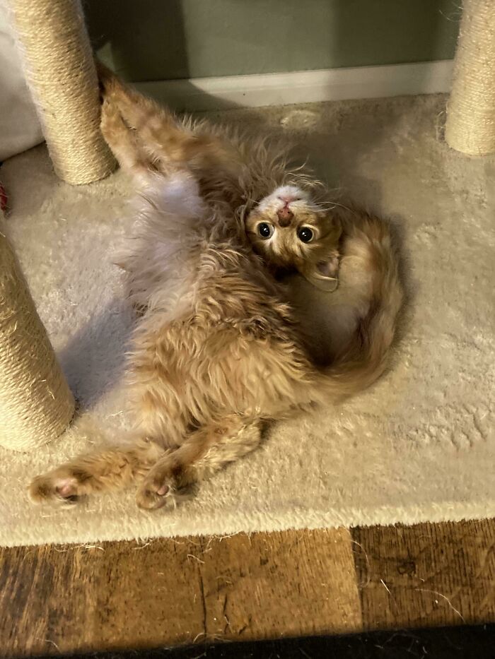 image-20230726171712-4